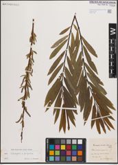 Foto von Salix eleagnos Scop. x Salix purpurea L.